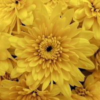 Експерт градинар 8in мама жолти растенија во живо целосно сонце