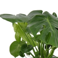 Обединета расадник во живо зелена Монстера Деличиоса затворено растение 24-28in високи во 10in крем декор