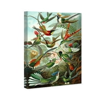 Wynwood Studio Animals Wall Art Canvas Prints 'Haeckel - Bird Study' Birds - зелена, портокалова боја